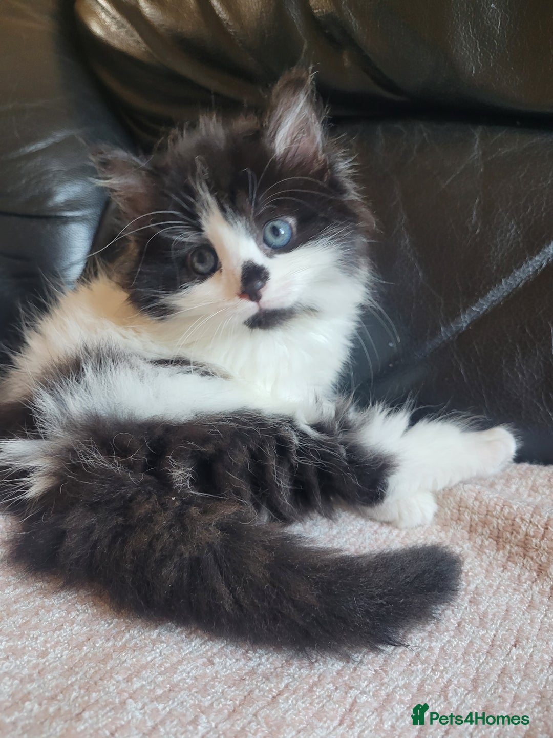 Turkish Angora cats for sale: Pure Turkish Angora - Image 6