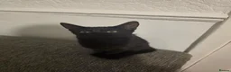 Mixed Breed cats for sale: 6 months old kitten for sale  - Advert 2
