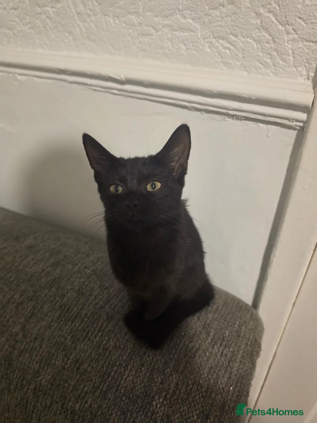 Mixed Breed cats for sale: 6 months old kitten for sale  - Advert 2