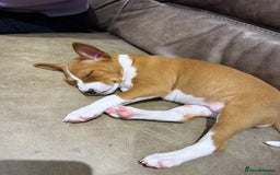 Basenji dogs for sale: Basenji Puppies looking for a new forever home - Image 2