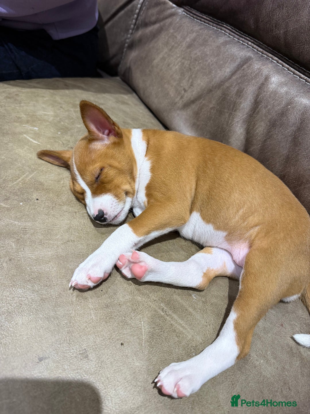 Basenji dogs for sale: Basenji Puppies looking for a new forever home - Image 2
