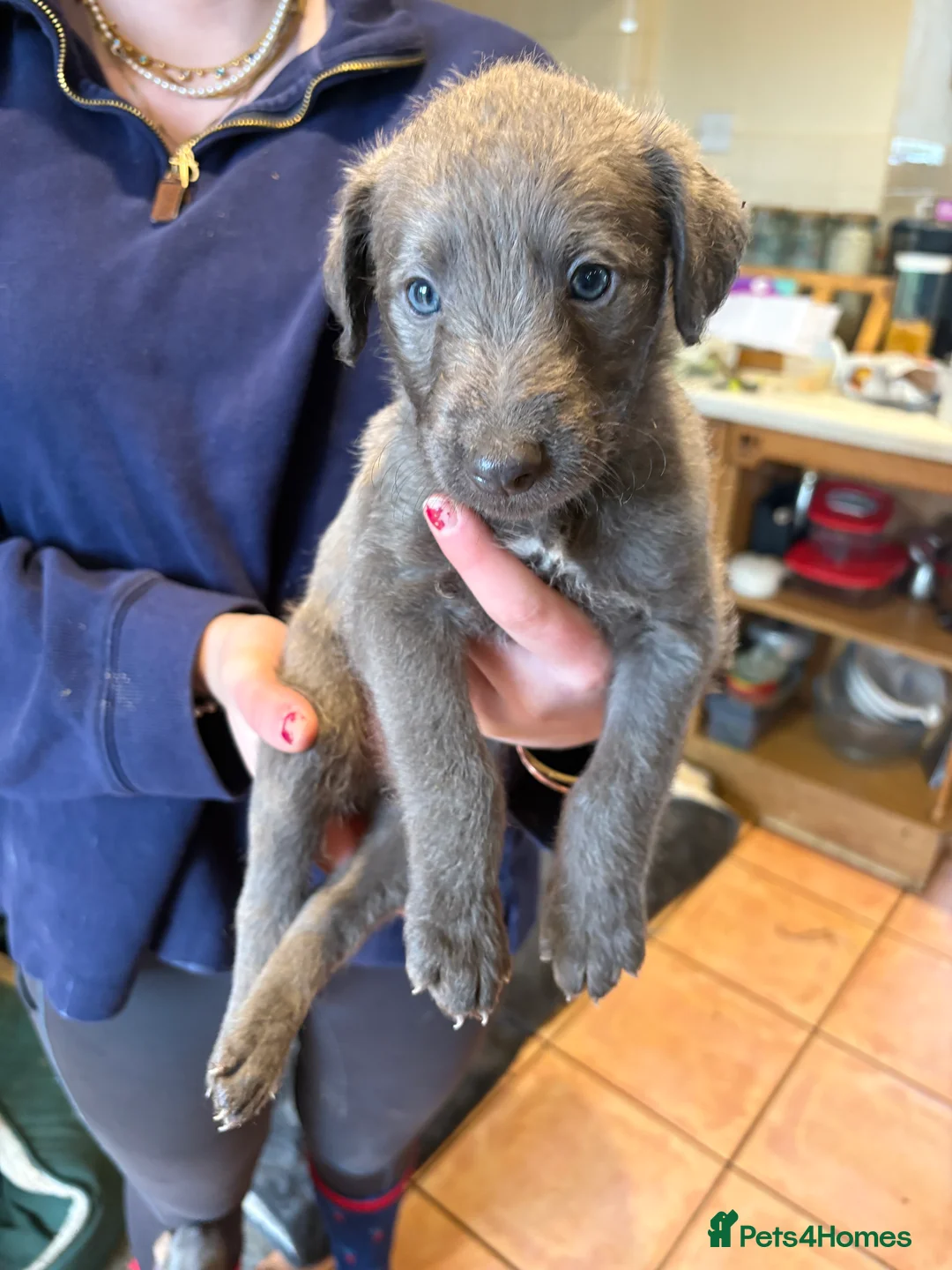 Mixed Breed dogs for sale: 2 grey boy bedlington whippet puppies  - Advert 7