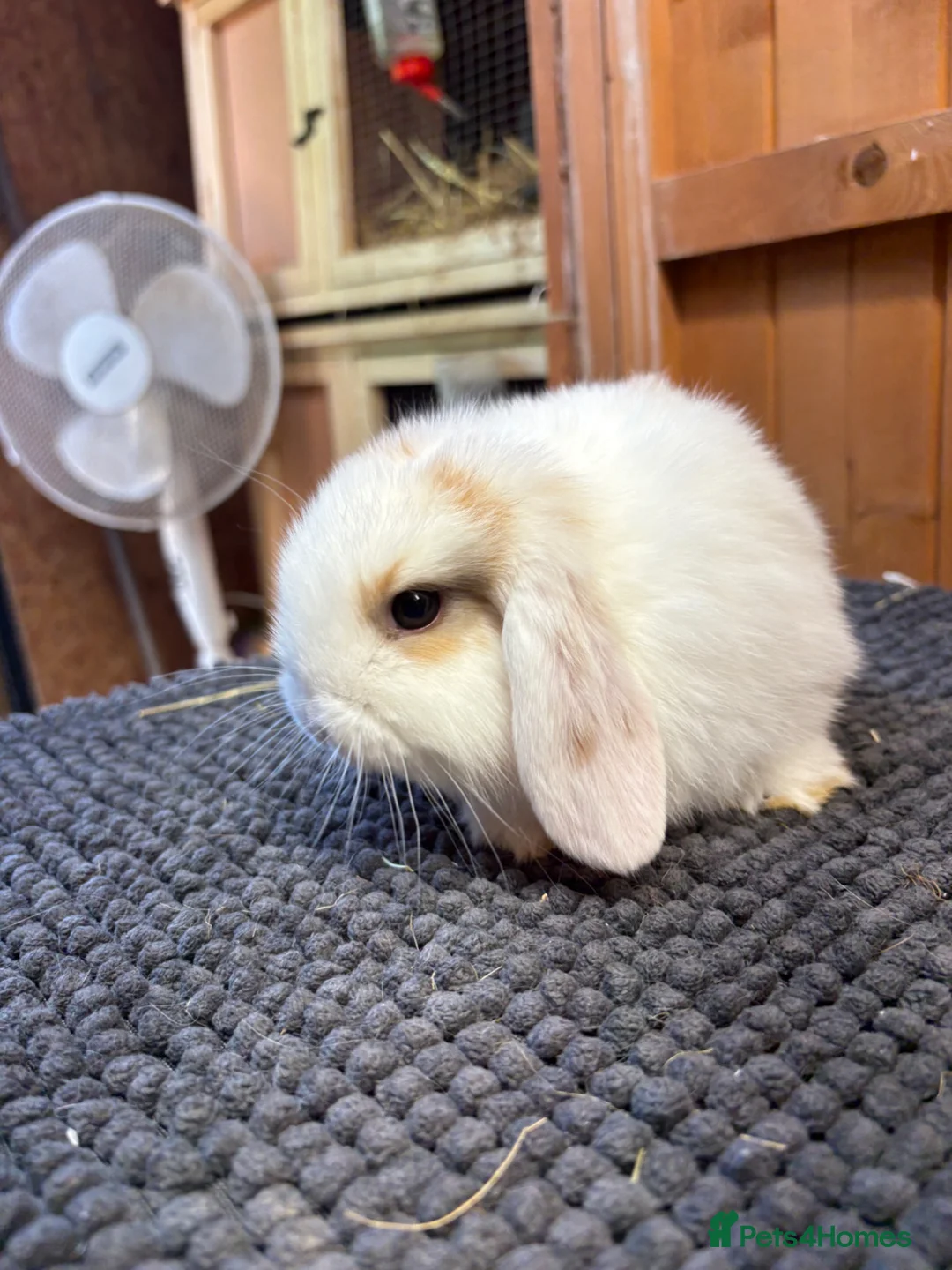 Mini Lop rabbits for sale: Pure bred mini lops *vaccinated* - Advert 2