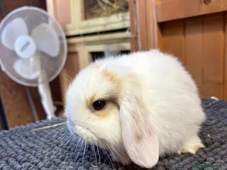 Mini Lop rabbits for sale: Only one girl left *vaccinated* - Advert 1