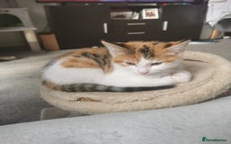 Mixed Breed cats for sale: Fluffy calico kittens - Image 8