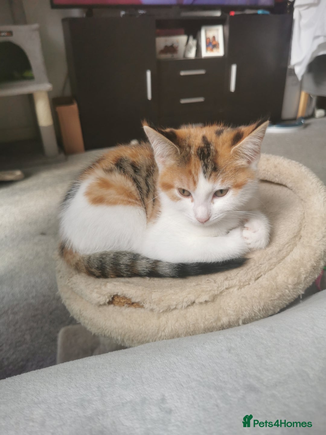 Mixed Breed cats for sale: Fluffy calico kittens - Image 8