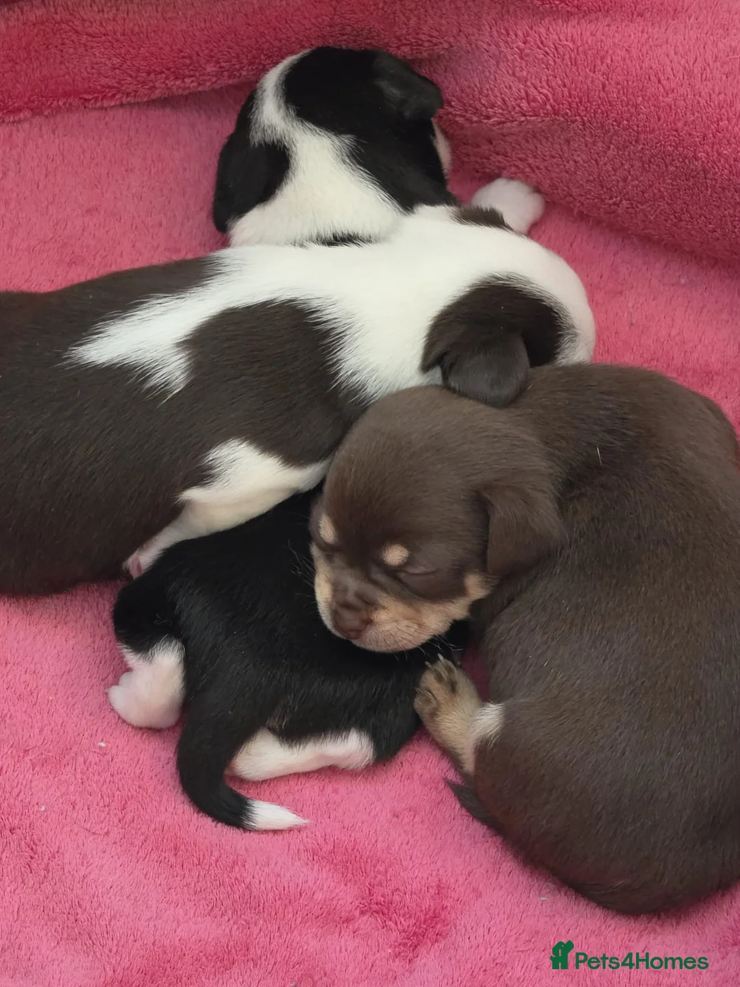 Chihuahua dogs for sale: 3 Chihuahua Puppy Boys - Advert 4