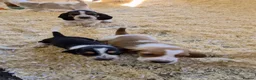 Basset Hound dogs for sale: KC BASSET HOUND PUPPIES  - Advert 9