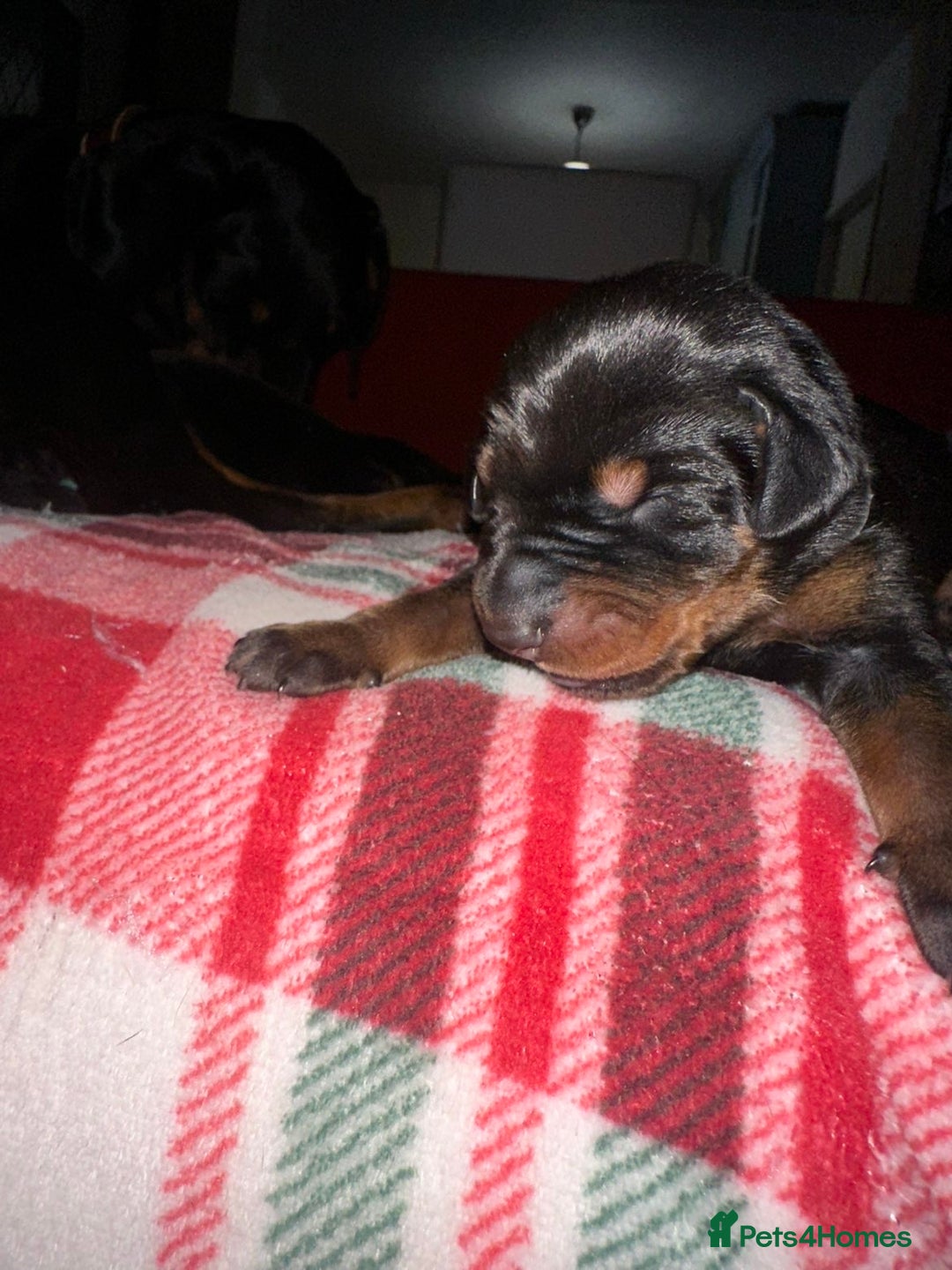 Dobermann dogs for sale: 🏆Supreme Dobermanns - Where Excellence Begins 🏆 - Image 5