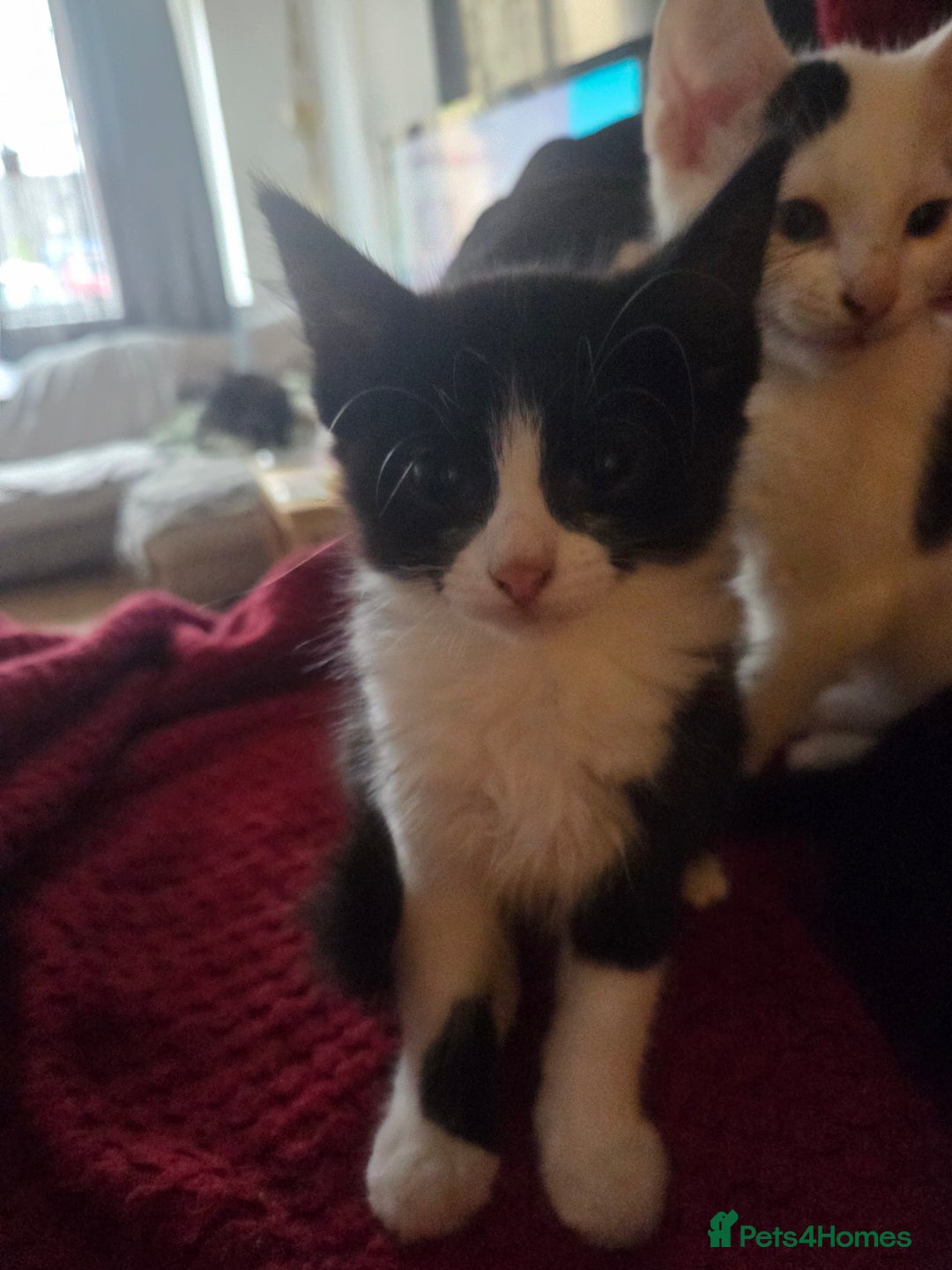 British Longhair cats for sale: 14 week old kittens  - Image 8