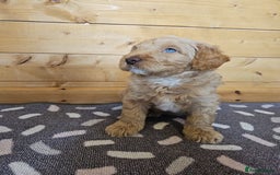 Australian Labradoodle dogs for sale: 💕 Stunning Australian Labradoodles! 💕 - Image 17