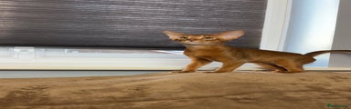 Abyssinian Kitten 1