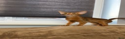 Abyssinian cats for sale: Raised with Love Abyssinian Kittens - Advert 5