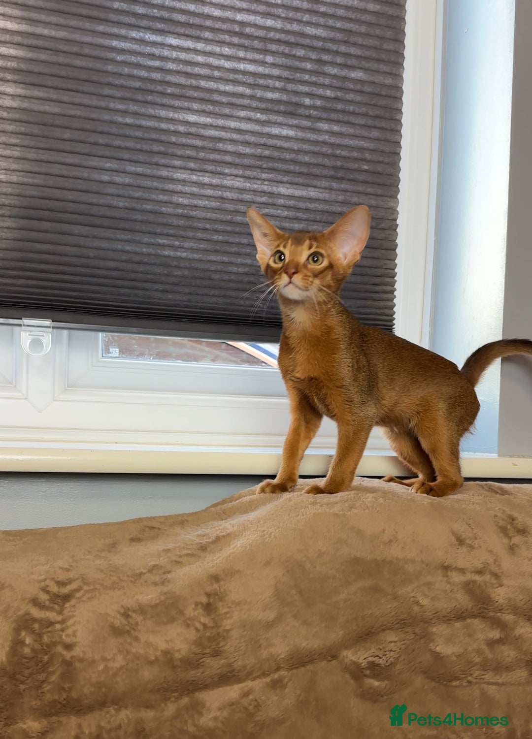 Abyssinian cats for sale: Raised with Love Abyssinian Kittens - Advert 5