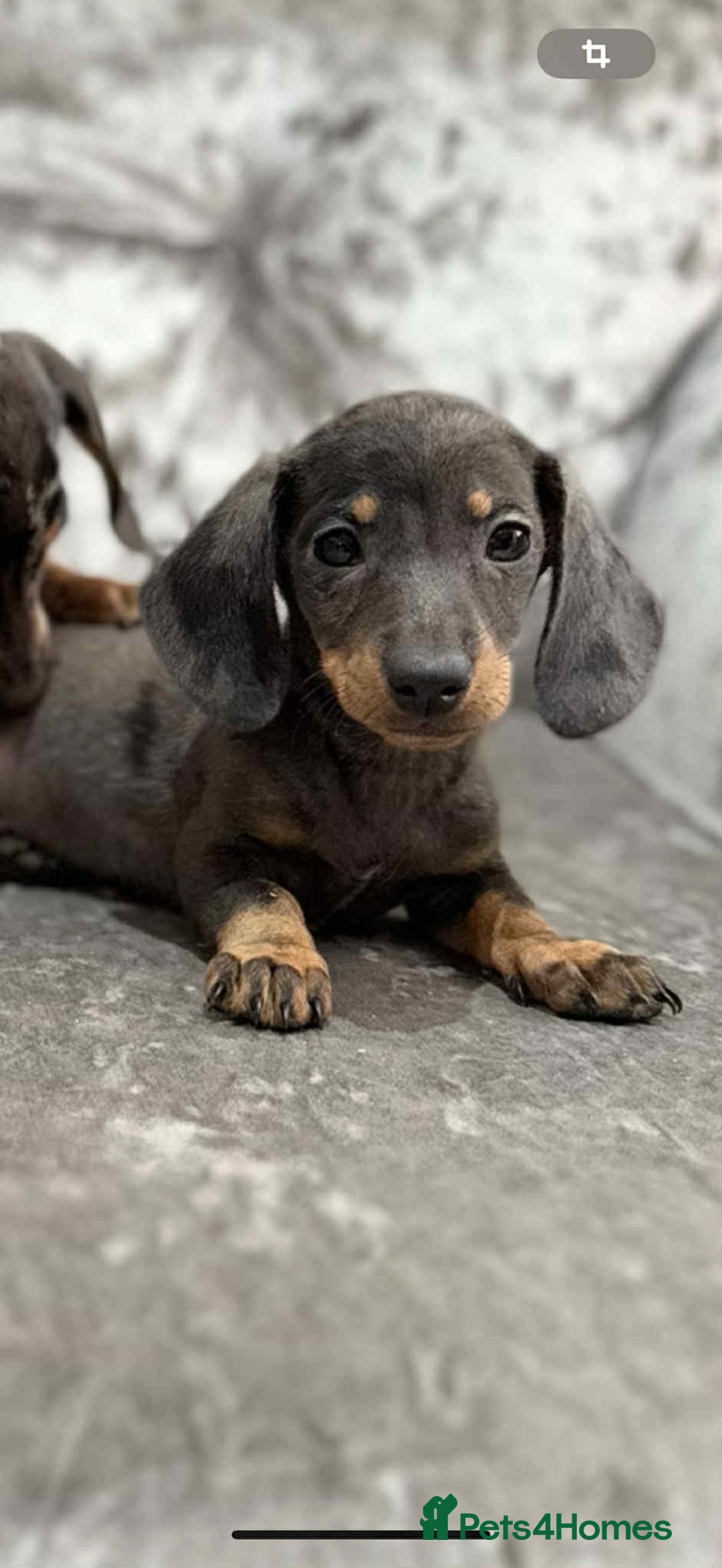 Dachshund dogs for sale: Miniature Dachshunds - Advert 7