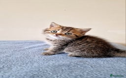 British Shorthair cats for sale: 3 beautiful british shorthair kittens 🥰 - Image 21