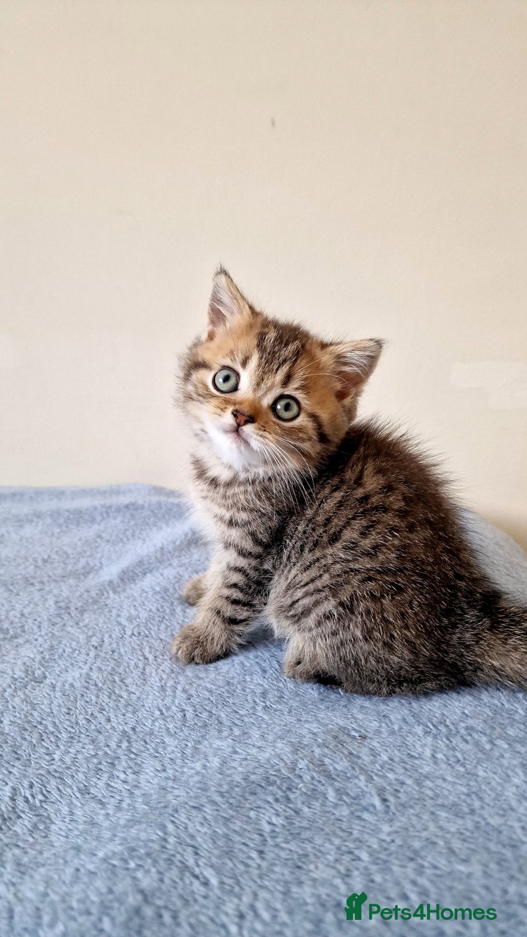 British Shorthair cats for sale: 3 beautiful british shorthair kittens 🥰 - Image 21