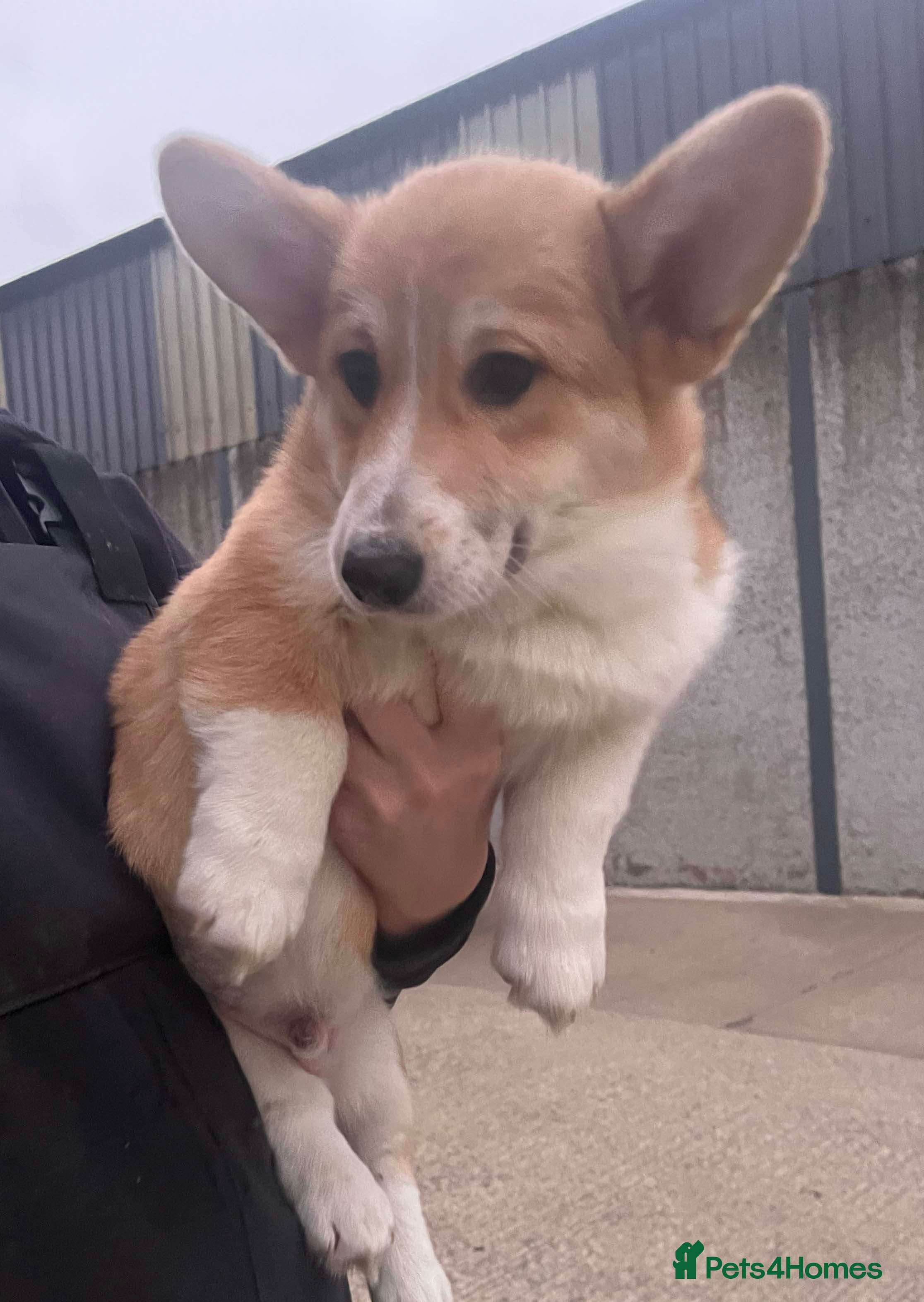 Welsh Corgi Pembroke dogs Male Welsh Corgi Pembroke - Advert 18