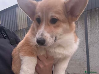 Welsh Corgi Pembroke dogs Male Welsh Corgi Pembroke - Advert 3