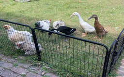 Ducks poultry for sale: Three Indian Runner duck girls  - Image 6
