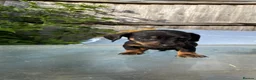 Dachshund dogs for sale: Stunning mini dachshunds  - Advert 25