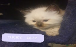 Ragdoll cats for sale: 5 fully seal point ragdoll kittens  - Image 12