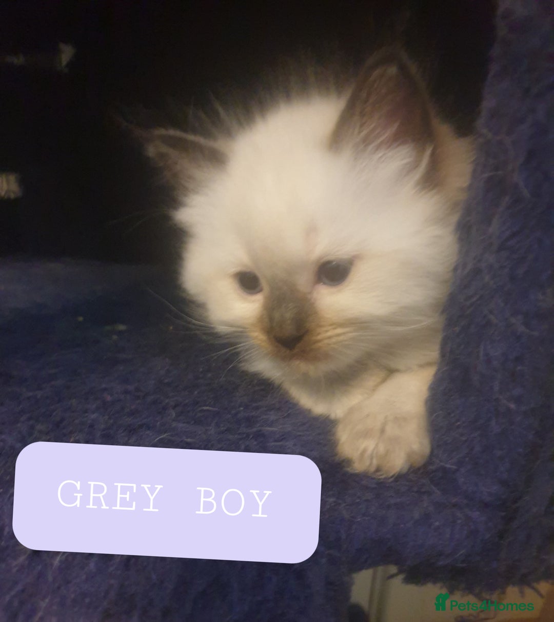Ragdoll cats for sale: 5 fully seal point ragdoll kittens  - Image 12