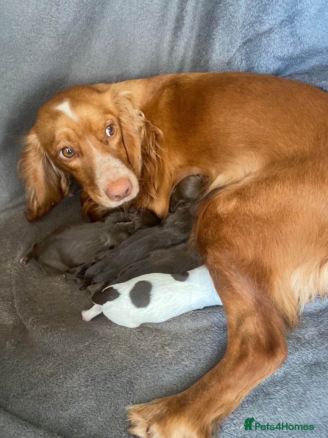 Sprocker dogs for sale: Sprocker puppies  - Advert 1