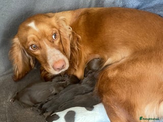 Sprocker dogs for sale: Sprocker puppies - Advert 1