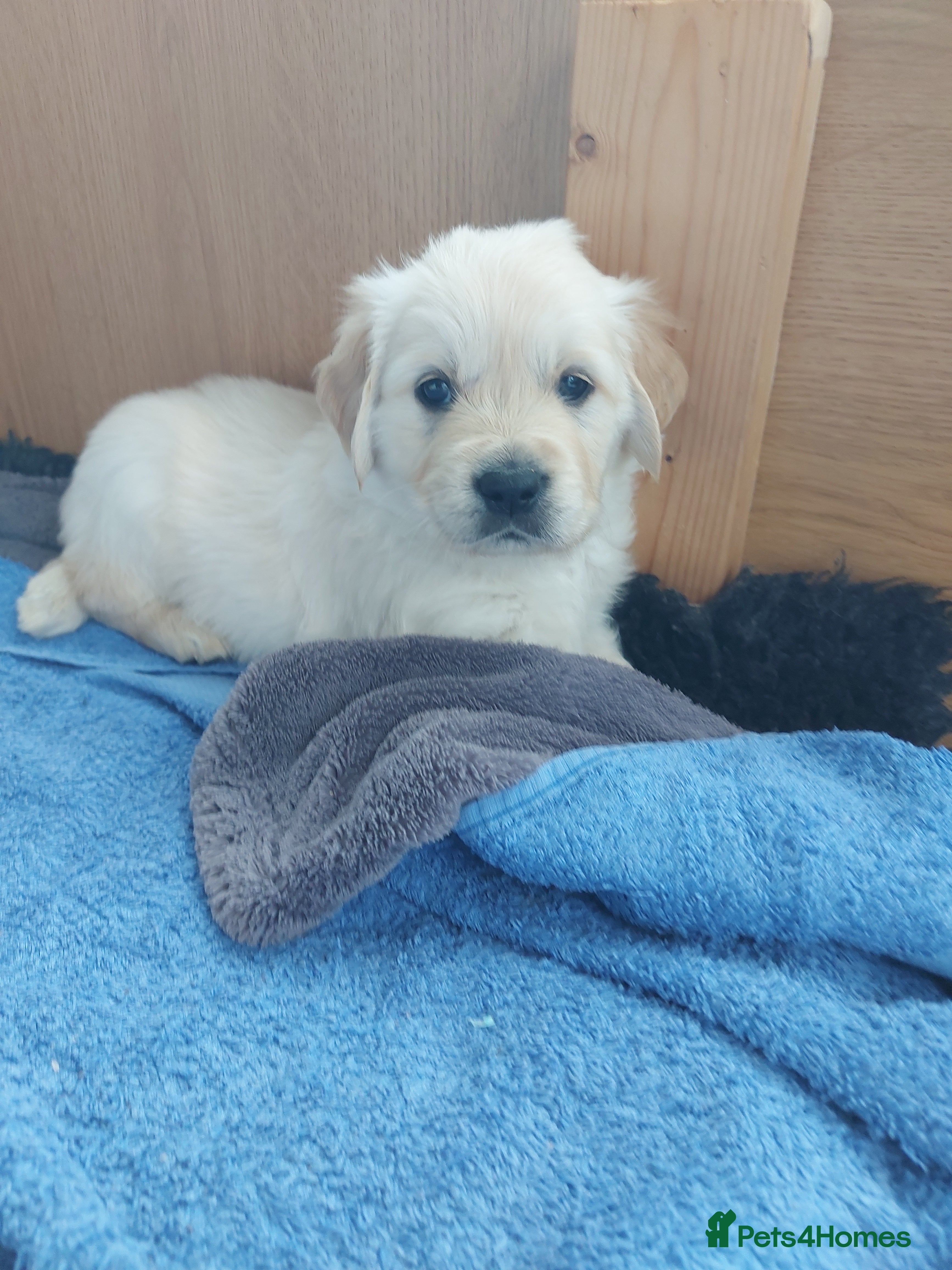 Golden Retriever dogs KC registered Golden Retriever Puppies *7 Males* - Advert 2