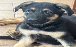 German Shepherd dogs for sale: REDUCE PRICE  - Image 5