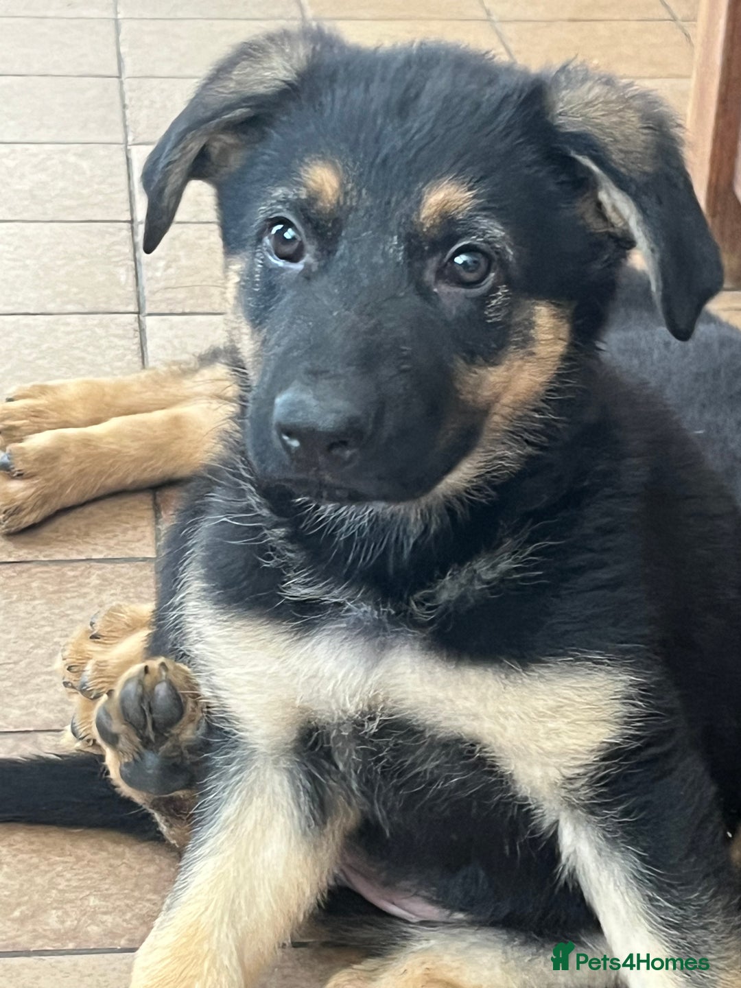 German Shepherd dogs for sale: REDUCE PRICE  - Image 5