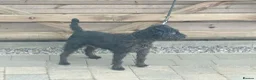 Mixed Breed dogs for sale: Bedlington/Patterdale - Advert 4