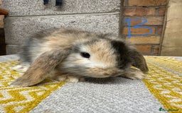 Mini Lop rabbits for sale: Mini Lop Rabbits For Sale  - Advert 22