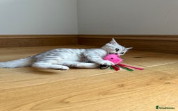 Bengal cats for sale: Beautiful Bengal kittens  in Cambridge - Image 17