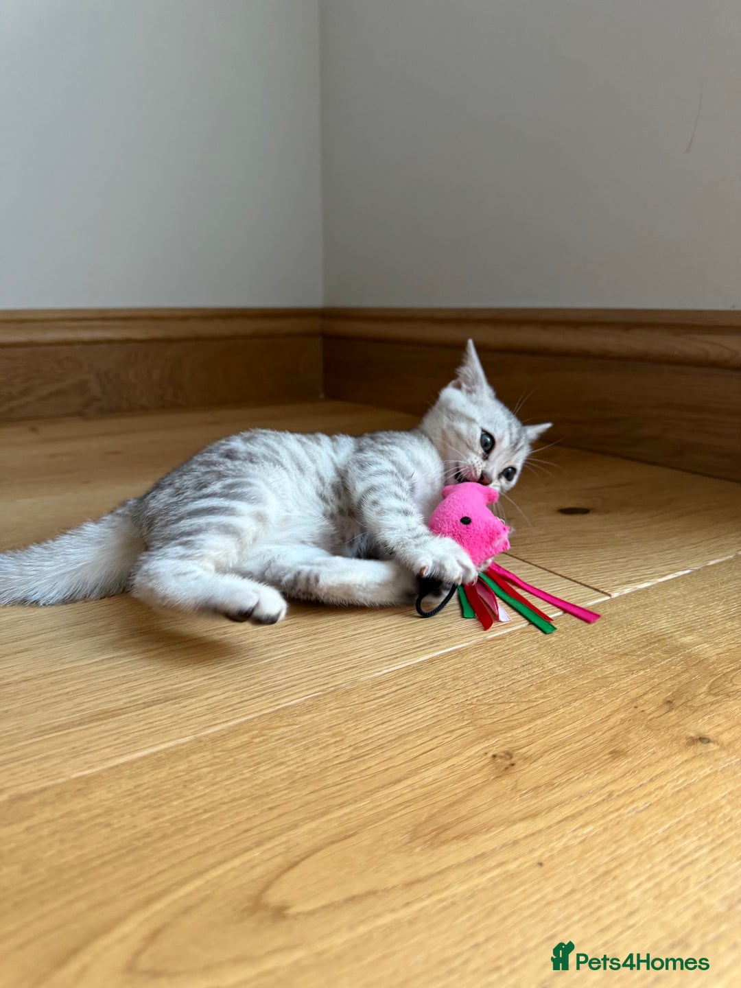 Bengal cats for sale: Beautiful Bengal kittens  in Cambridge - Image 17