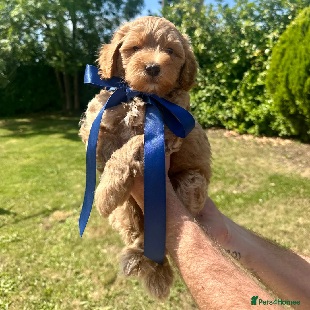 Shihpoo dogs for sale: Stunning Shihpoo FB1 Puppies in Wickford - Advert 2