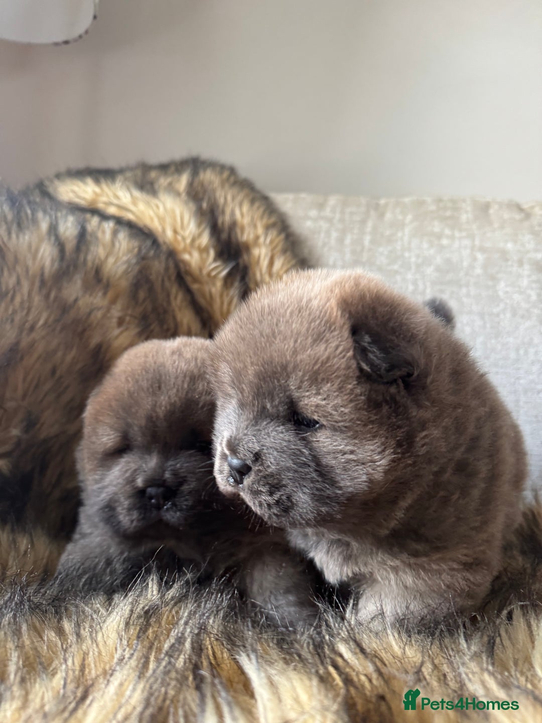 Chow Chow dogs for sale: Show Quality Chows  - Image 10