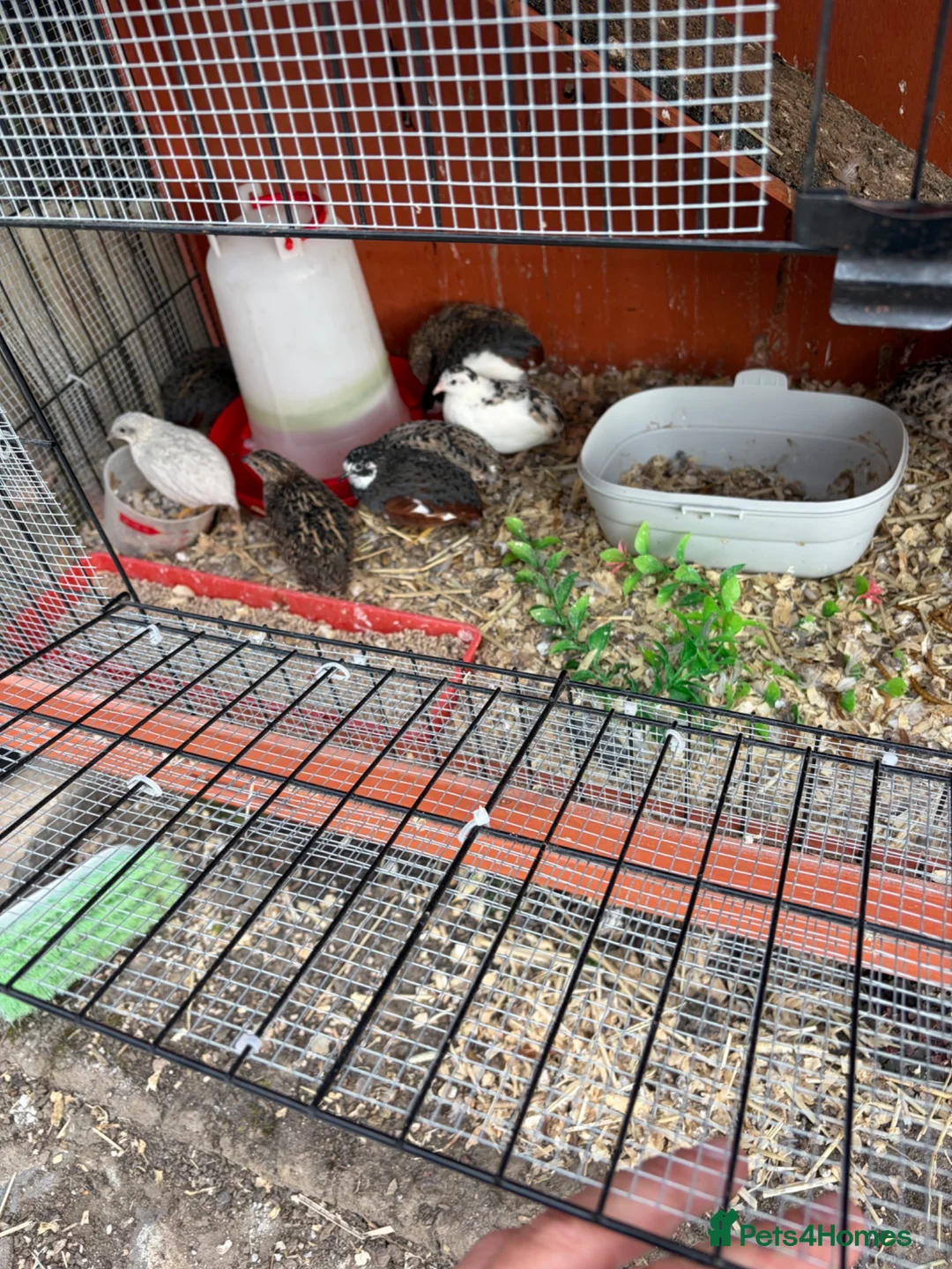 Quail poultry for sale: Button quail  in Haywards Heath - Advert 4