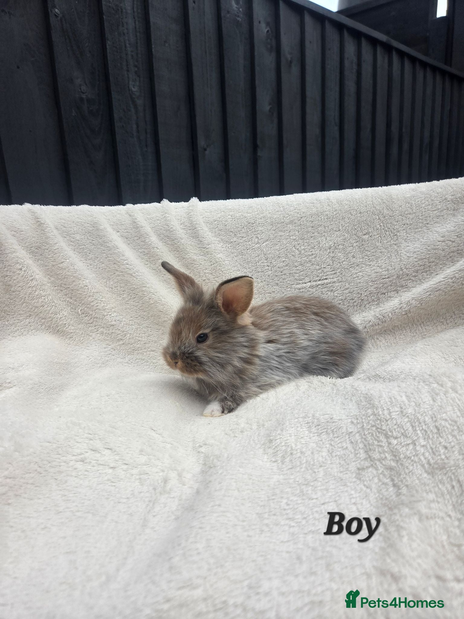 Mixed Breed rabbits 4 Boy & 1 girl Rabbits, ready 8th September  - Advert 21