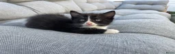 Mixed Breed cats for sale:     Cute Black & White Kitten - Advert 4