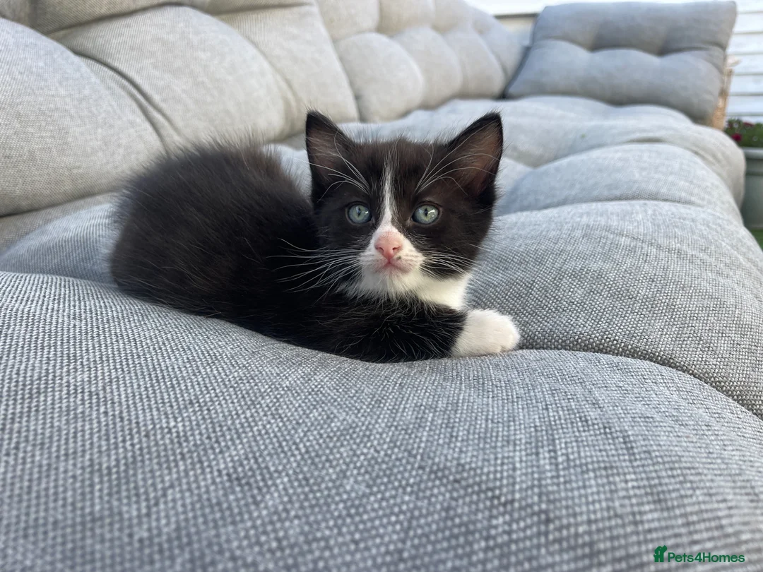 Mixed Breed cats for sale:     Cute Black & White Kitten - Advert 4