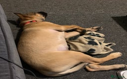 Mixed Breed dogs for sale: Belgian malinois cross border collie  - Image 3