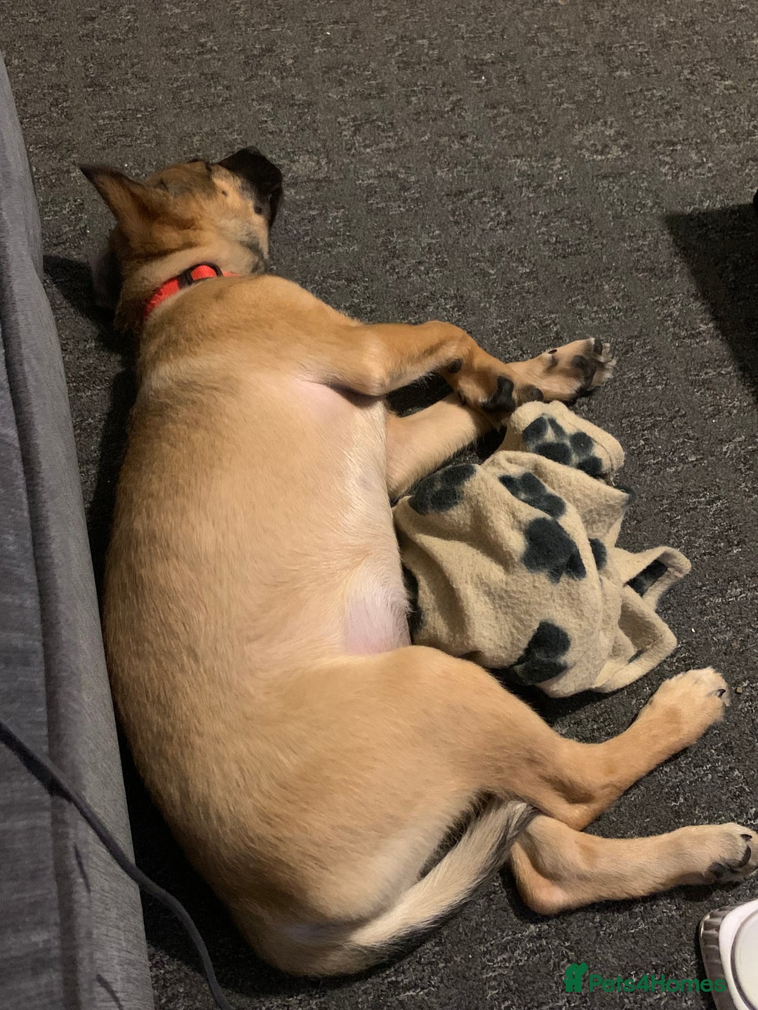Mixed Breed dogs for sale: Belgian malinois cross border collie  - Image 3