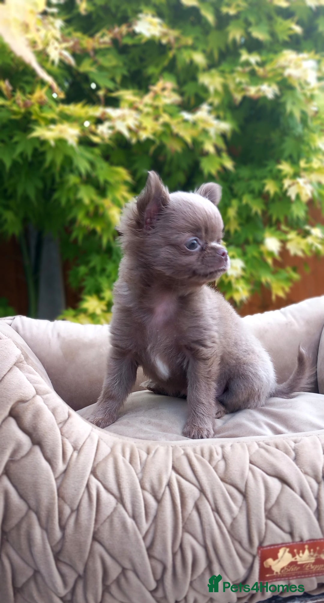 Chihuahua dogs for sale: Dna tested parents Lilac girl - Image 3