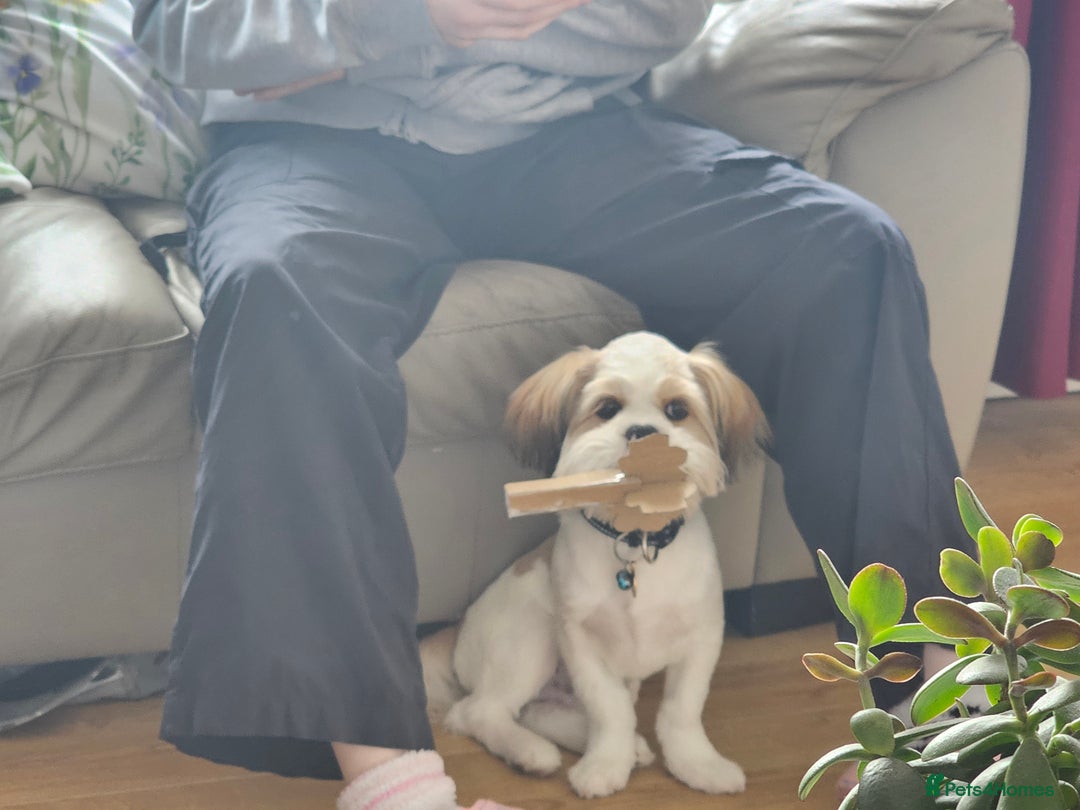 Lhasa Apso dogs for sale: Male Lhasa apso - Image 4
