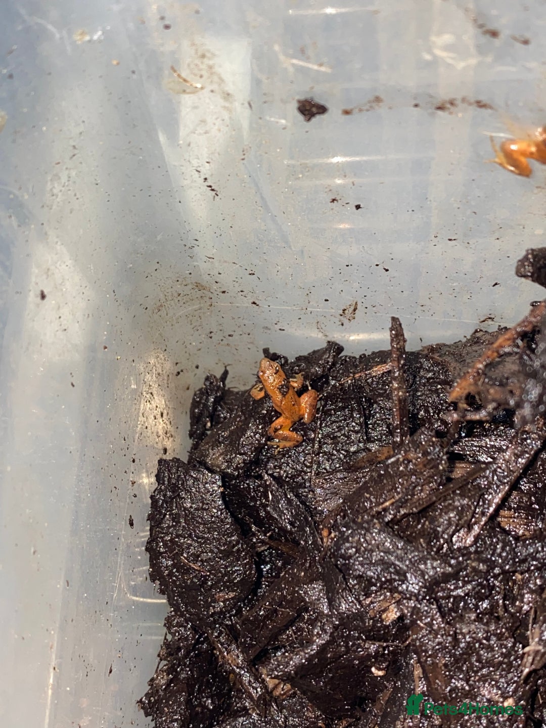 Frog reptiles for sale: UK Captive bred Mantella aurantiaca - Advert 2