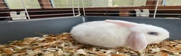 Mini Lop rabbits for sale: Mimi lop  - Advert 3