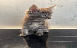 Maine Coon cats for sale: GCCF Registered Kittens. Beautiful lively kittens  - Image 19