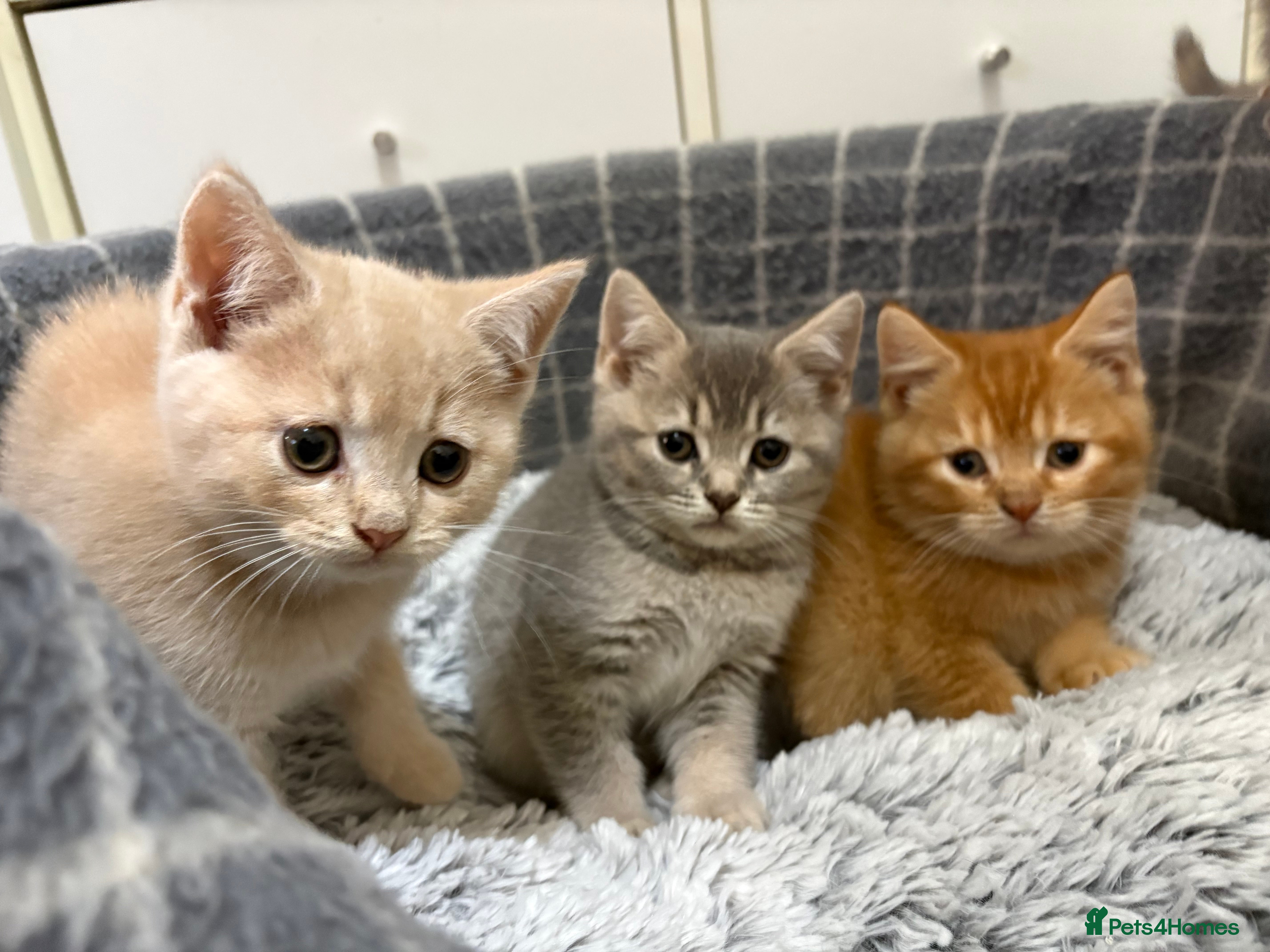British Shorthair cats British shorthair kittens  - Advert 6